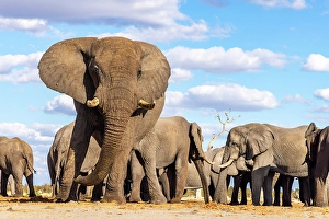 Botswana Prints: Elephant bulls at a waterhole, Savute, Botswana