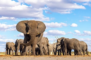 Bull Prints: Elephant bulls at a waterhole, Savute, Botswana