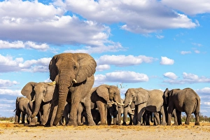 Botswana Prints: Elephant bulls at a waterhole, Savute, Botswana