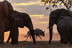 Baby Prints: Elephant bulls at a waterhole at sunset with a Wildebeest waiting his turn at the water