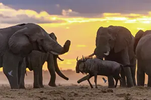 Baby Prints: Elephant bulls at a waterhole at sunset with a Wildebeest waiting his turn at the water