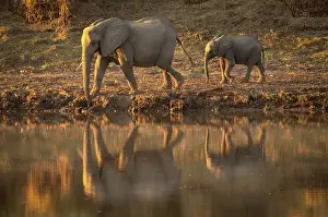 Zambia Prints: Elephant and calf on the banks of the Luangwa River, South Luangwa National Park, Zambia