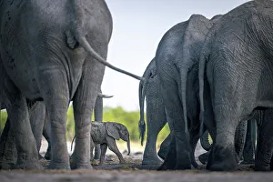 Baby Elephant Prints: Elephant calf in the herd at the waterhole, Okavango Delta, Botswana