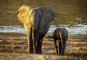 Zambia Prints: Elephant and calf with Luangwa River in background, South Luangwa National Park, Zambia