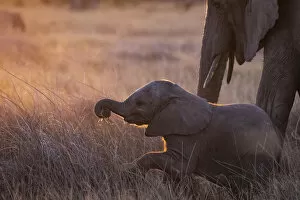 Images Dated 17th June 2020: Elephant calf, Okavango Delta, Botswana