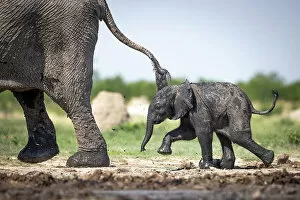 Images Dated 16th December 2022: Elephant Calf, Okavango Delta, Botswana