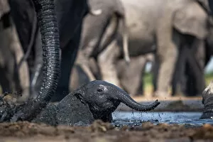 Images Dated 16th December 2022: Elephant Calf, Okavango Delta, Botswana