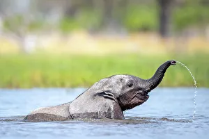 Baby Elephant Prints: Elephant calf playing in the water, Okavango Delta, Botswana