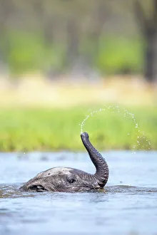 Baby Elephant Prints: Elephant calf playing in the water, Okavango Delta, Botswana