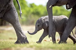Baby Elephant Prints: Elephant calf running, Okavango Delta, Botswana