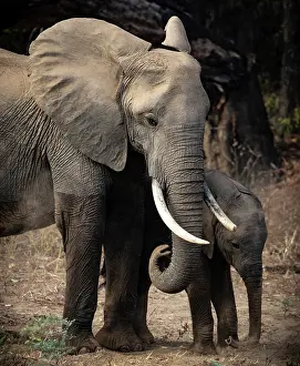 Zambia Prints: Elephant and calf, South Luangwa National Park, Zambia