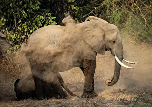 Zambia Prints: Elephant and calf taking dust bath, , South Luangwa National Park, Zambia