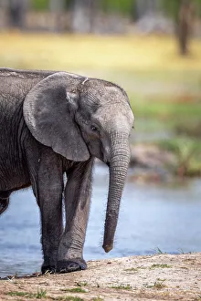 Baby Elephant Prints: Elephant calf at the water, Okavango Delta, Botswana
