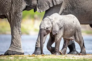 Baby Elephant Prints: Elephant calf at the water, Okavango Delta, Botswana