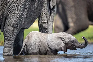 Baby Elephant Prints: Elephant calf in the water, Okavango Delta, Botswana
