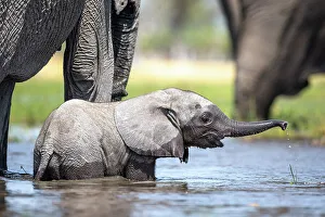Elephant calf in the water, Okavango Delta, Botswana