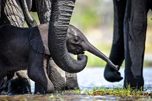 Baby Elephant Prints: Elephant calf in the water, Okavango Delta, Botswana