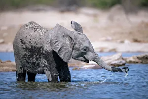 Baby Elephant Prints: Elephant calf in the water, Okavango Delta, Botswana