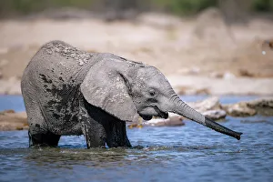 Baby Elephant Prints: Elephant calf in the water, Okavango Delta, Botswana
