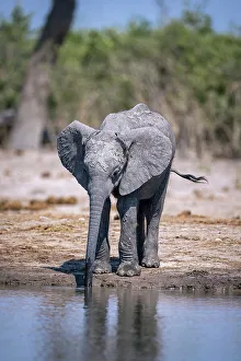 Elephant calf at the water, Okavango Delta, Botswana