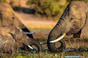 Images Dated 16th September 2022: Elephant, Chobe River, Botswana