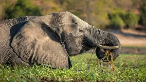 Images Dated 16th September 2022: Elephant, Chobe River, Botswana