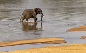 Crossing Prints: Elephant crossing the Luangwa River, South Luangwa National Park, Zambia