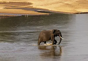 Crossing Prints: Elephant crossing the Luangwa River, South Luangwa National Park, Zambia