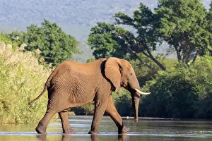 Elephants Prints: Elephant crossing river, Zimanga Private Game Reserve, Natal, South Africa