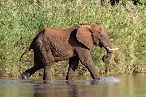 Elephants Prints: Elephant crossing river, Zimanga Private Game Reserve, Natal, South Africa
