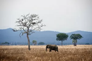 Images Dated 2nd August 2013: Elephant and dead tree in landscape, Mikumi, Tanzania