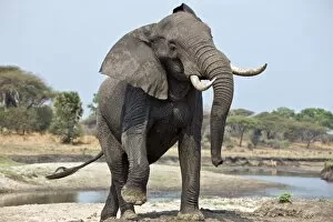 Aggressive Gallery: An elephant displays aggression on the banks of the Katuma River