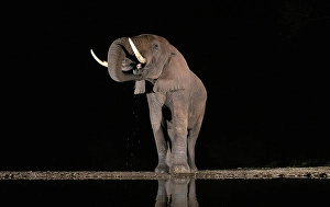 Elephants Prints: Elephant drinking from floodlit watering hole at night