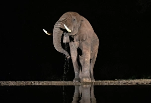 Elephants Prints: Elephant drinking from floodlit watering hole at night