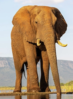 Elephants Prints: Elephant drinking, Zimanga Private Game Reserve, Natal, South Africa
