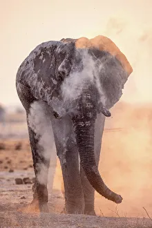Dust Prints: Elephant dust bathing, Nxai Pan National Park, Botswana
