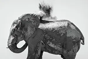 Dust Prints: Elephant dust bathing, Nxai Pan National Park, Botswana