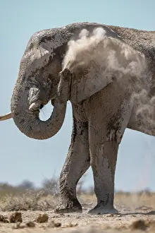 Dust Prints: Elephant dust bathing, Nxai Pan National Park, Botswana