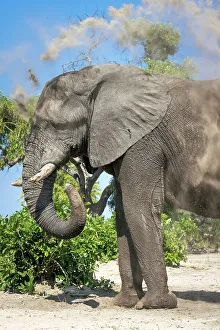 Dust Prints: Elephant dust bathing, Okavango Delta, Botswana