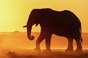 Dust Prints: Elephant in a dusty golden sunset at a waterhole, Nxai Pan National Park, Botswana