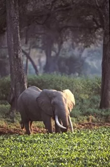 African Elephants Gallery: Elephant in early morning mist feeding on water hyacinths