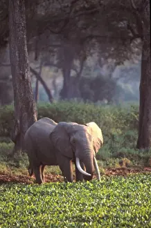 Mana Pools Prints: Elephant in early morning mist feeding on water hyacinths