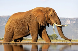 Elephants Prints: Elephant eating, Zimanga Private Game Reserve, Natal, South Africa
