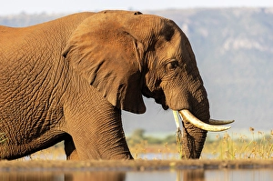 Elephants Prints: Elephant eating, Zimanga Private Game Reserve, Natal, South Africa