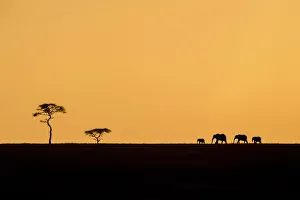 Acacia Gallery: An elephant family silhouetted with an acacia tree on the horizon, Serengeti, Tanzania