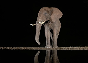 Elephants Prints: Elephant at floodlit watering hole at night