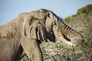 Elephant grazing, Etosha National Park, Etosha, Namibia