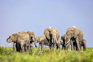 Elephant herd, Amboseli National Park, Kenya