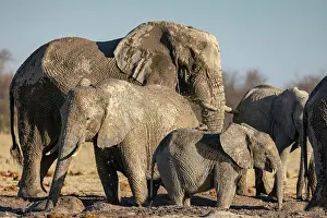 Herd Prints: Elephant herd drinking at a waterhole, Nxai Pan National Park, Botswana