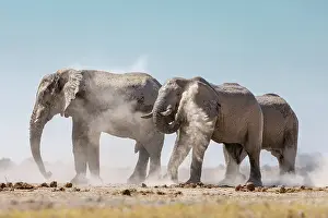 Herd Prints: Elephant herd dust bathing, Nxai Pan National Park, Botswana